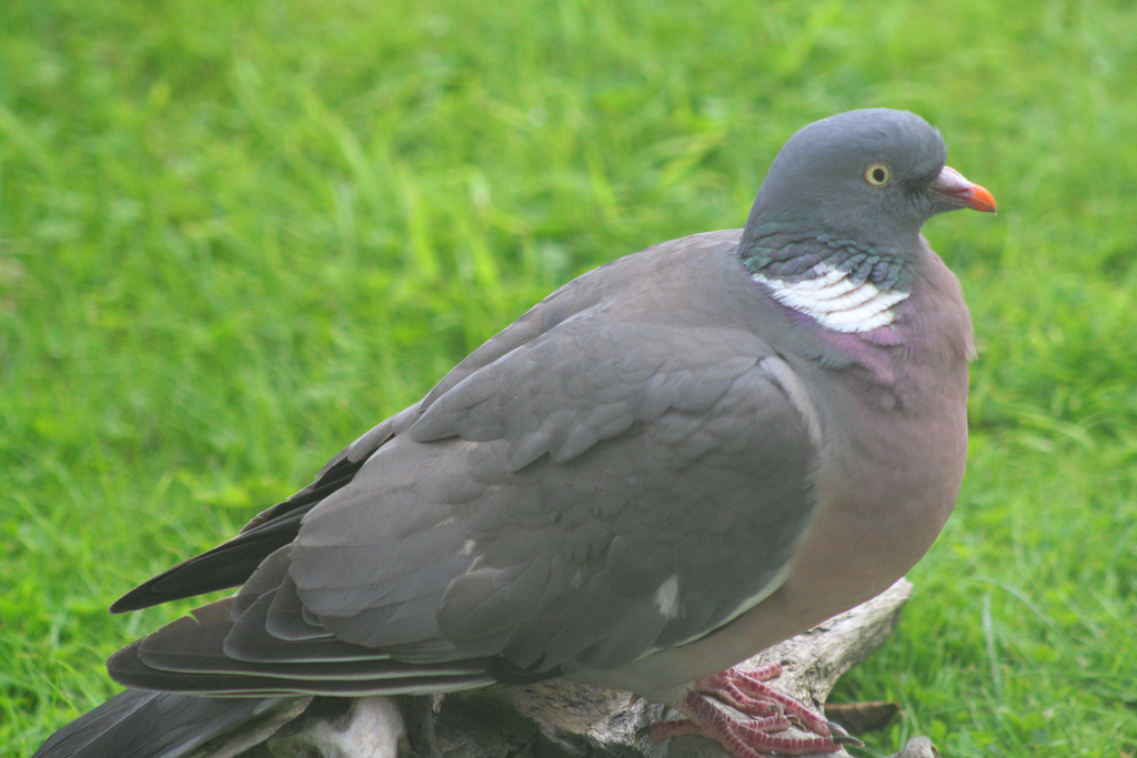 The world's largest woodpigeon?
