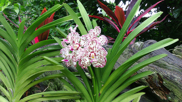 Vanda William Catherine, VIP Orchid Garden, National Orchid Garden Singapore